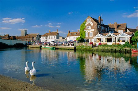 simsearch:841-02946399,k - Schwäne auf dem River Frome, Wareham, Dorset, England, UK Stockbilder - Lizenzpflichtiges, Bildnummer: 841-02708607
