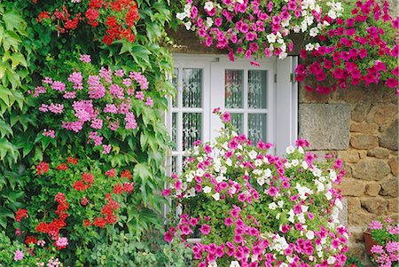 french lifestyle and culture - Farmhouse window surrounded by flowers, lIle-et-Vilaine near Combourg, Brittany, France, Europe Stock Photo - Rights-Managed, Code: 841-02708665