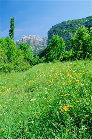simsearch:841-03030187,k - Field of spring flowers, near Torla, Huesca (Pyrennes), Aragon, Spain, Europe Foto de stock - Con derechos protegidos, Código: 841-02708689