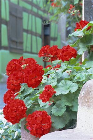 Maison à colombages fleurs de géranium, vert en arrière-plan, Riquewihr, Haut-Rhin, Alsace, France Photographie de stock - Rights-Managed, Code: 841-02708717