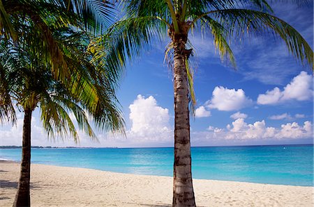 simsearch:841-02825627,k - Palm trees, beach and still turquoise sea, Seven Mile beach, Grand Cayman, Cayman Islands, West Indies, Central America Stock Photo - Rights-Managed, Code: 841-02708776