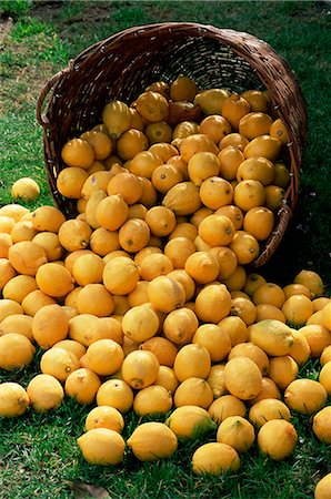 spilt fruit - Lemons spilling from a basket, Lemon Festival, Menton, Alpes Maritimes, Cote d'Azur, Provence, France, Europe Foto de stock - Con derechos protegidos, Código: 841-02708780