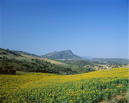 sunflower fields andalucia spain - Champs de tournesols, près de Ronda (Andalousie) de l'Andalousie, Espagne, Europe Photographie de stock - Rights-Managed, Code: 841-02708824
