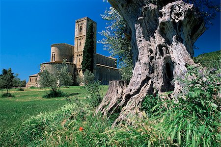 Trunk of ancient olive tree with the abbey of Sant'Antimo beyond, near Montalcino, Tuscany, Italy, Europe Stock Photo - Rights-Managed, Code: 841-02708882