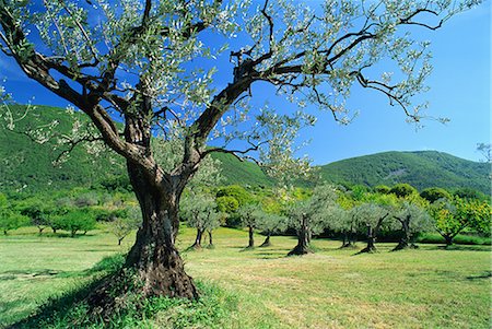 drome - Olive trees in a grove in the Nyons District in the Drome Region of France, Europe Stock Photo - Rights-Managed, Code: 841-02709290