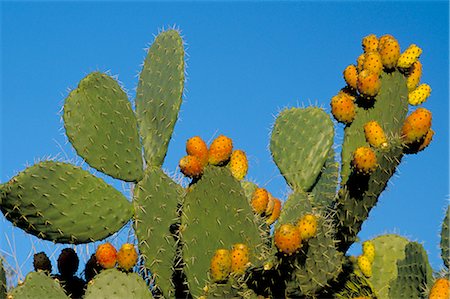 sicily food - Prickly pear cactus, lower slopes, Mount Etna, Sicily, Italy, Europe Stock Photo - Rights-Managed, Code: 841-02709324