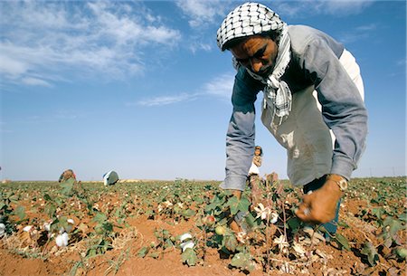 simsearch:841-02713081,k - Man picking cotton near Taftanaz, Syria, Middle East Fotografie stock - Rights-Managed, Codice: 841-02709358