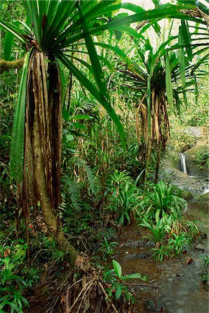 Stream and palms in the Colo-I-Suva rain forest on the island of Viti Levu in Fiji, Pacific Foto de stock - Con derechos protegidos, Código: 841-02709416