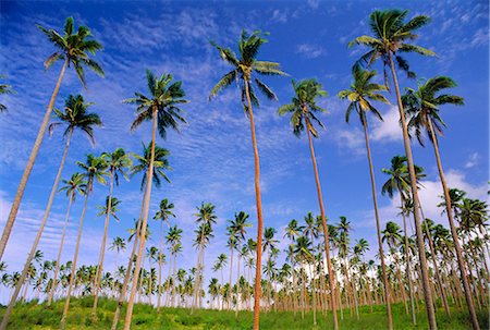 simsearch:841-02920583,k - Coconut plantation, Tavauni Island, Fiji, Pacific Islands Foto de stock - Con derechos protegidos, Código: 841-02709419