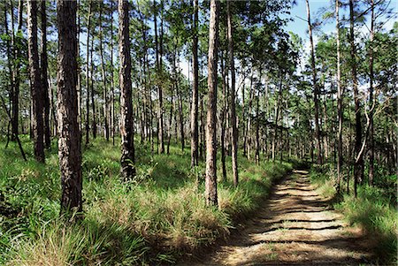 simsearch:841-03035805,k - Chemin à travers les pins, Mountain Pine Ridge, au Belize, l'Amérique centrale Photographie de stock - Rights-Managed, Code: 841-02709434