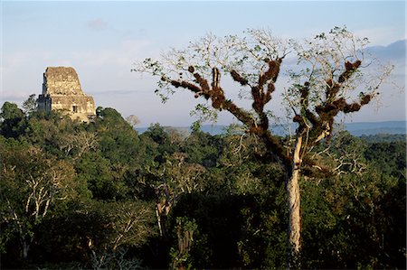 simsearch:841-02709545,k - Cedar tree with bromeliades, Temple 4 beyond, Tikal, UNESCO World Heritage Site, Guatemala, Central America Foto de stock - Direito Controlado, Número: 841-02709543