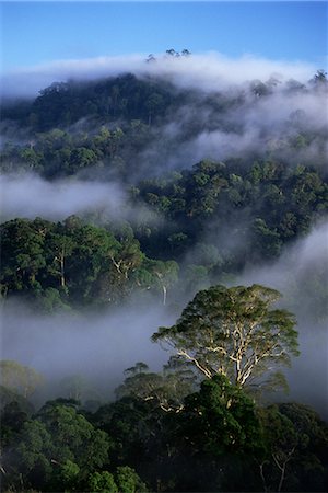 Aerial view of the canopy of virgin dipterocarp rainforest, Danum Valley Conservation Area, Sabah, Malaysia, island of Borneo, Southeast Asia, Asia Stock Photo - Rights-Managed, Code: 841-02709925