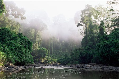 simsearch:841-05783436,k - Forêt tropicale, la vallée de Danum, île de Sabah, en Malaisie, Bornéo, l'Asie du sud-est, Asie du Photographie de stock - Rights-Managed, Code: 841-02709929