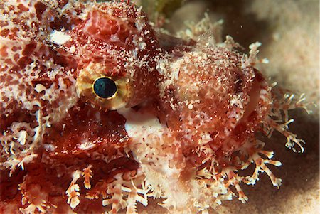 Close-up of the head of a scorpionfish (Scorpaensis), Red Sea, Egypt, North Africa, Africa Stock Photo - Rights-Managed, Code: 841-02709922