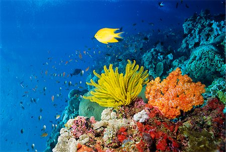 Colourful Crinoids and Solt Corals at Hanging Gardens, Sipadan Island, Sabah, Malaysia Stock Photo - Rights-Managed, Code: 841-02709945