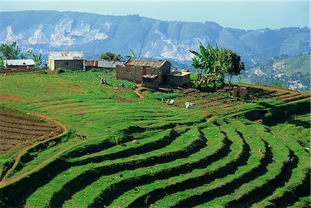 Terracing on small farm, Godet, Haiti, West Indies, Caribbean, Central America Stock Photo - Rights-Managed, Code: 841-02709942