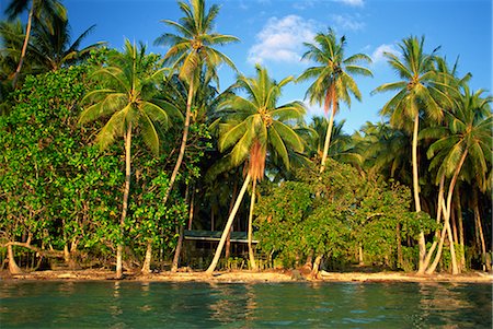 solomon islands - The beach, palm trees and cottages of Uepi Island resort in the Solomon Islands, Pacific Islands, Pacific Foto de stock - Con derechos protegidos, Código: 841-02709964
