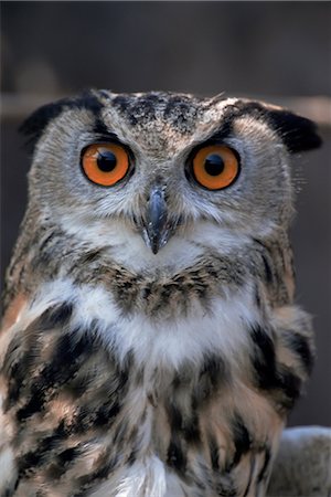 European eagle owl (Bubo Bubo), New Forest Owl Sanctuary, England, United Kingdom, Europe Foto de stock - Con derechos protegidos, Código: 841-02709963