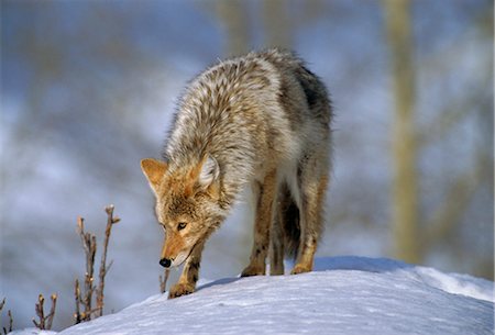 Coyote (Canis latrans), weighing 30-40 lbs, less than half the weight of a wolf, Yellowstone National Park, Wyoming, United States of America Stock Photo - Rights-Managed, Code: 841-02709977