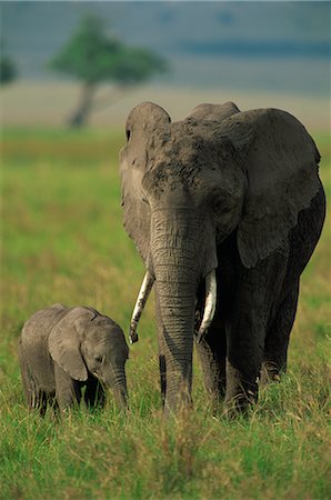 simsearch:841-03490181,k - Femelle et veau, éléphant d'Afrique, Masai Mara National Reserve, Kenya, Afrique de l'est, Afrique Photographie de stock - Rights-Managed, Code: 841-02709978
