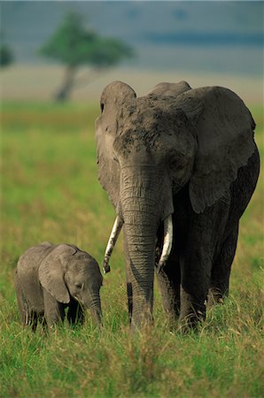 simsearch:841-02824945,k - Femelle et veau, éléphant d'Afrique, Masai Mara National Reserve, Kenya, Afrique de l'est, Afrique Photographie de stock - Rights-Managed, Code: 841-02709978