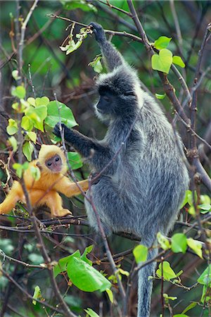 Female Silvered Langur and infant, Bako National Park, Sarawak, Borneo, Malaysia, Southeast Asia, Asia Foto de stock - Con derechos protegidos, Código: 841-02709979