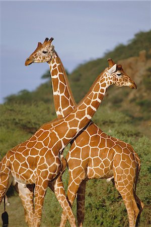 simsearch:6119-08740620,k - Giraffe, Sambura, Kenia, Afrika Stockbilder - Lizenzpflichtiges, Bildnummer: 841-02703168