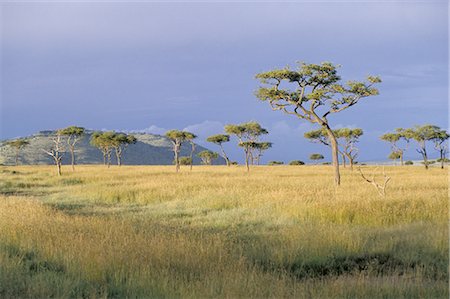 Umbrella acacia trees, Masai Mara, Kenya, East Africa, Africa Stock Photo - Rights-Managed, Code: 841-02703171