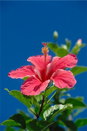 Fleur d'hibiscus rose, Bermudes, l'Amérique centrale Photographie de stock - Rights-Managed, Code: 841-02703188