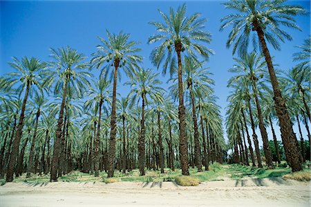 dattier - Palmier dattier vergers près de Indio, Californie, États-Unis d'Amérique (États-Unis d'Amérique), Amérique du Nord Photographie de stock - Rights-Managed, Code: 841-02703216
