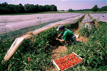 simsearch:841-02703349,k - Cueillette de fraises, Angleterre, Royaume-Uni Photographie de stock - Rights-Managed, Code: 841-02703349