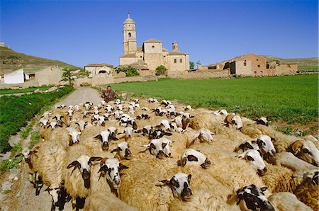 Shepherd and flock of sheep, Castrojeriz, Burgos, Castilla and Leon (Old Castile), Spain, Europe Foto de stock - Con derechos protegidos, Código: 841-02703414