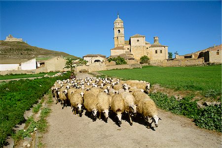 simsearch:400-05079593,k - Shepherd and his flock of sheep on a rural road with the church of Santa Maria del Manzano behind at Castrojeriz, Burgos, Castilla Leon, Spain, Europe Stock Photo - Rights-Managed, Code: 841-02703413