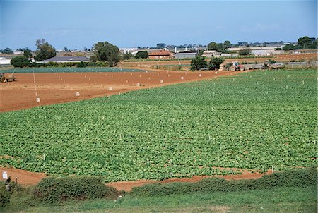 Field of broccoli, market garden, Werribee, Victoria, Australia, Pacific Stock Photo - Rights-Managed, Code: 841-02703496