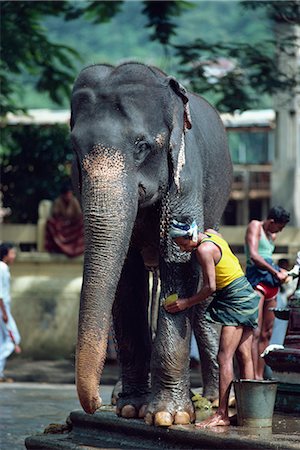 simsearch:841-06033004,k - Man washing working elephant, Kandy, Sri Lanka, Asia Stock Photo - Rights-Managed, Code: 841-02703956