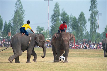 elephant festival - Elephants and riders playing football during the November Elephant Round-up Festival at Surin City, Thailand, Southeast Asia, Asia Stock Photo - Rights-Managed, Code: 841-02703994