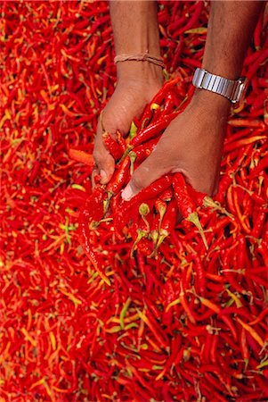 Red chilli peppers, Rajasthan, India Stock Photo - Rights-Managed, Code: 841-02714291