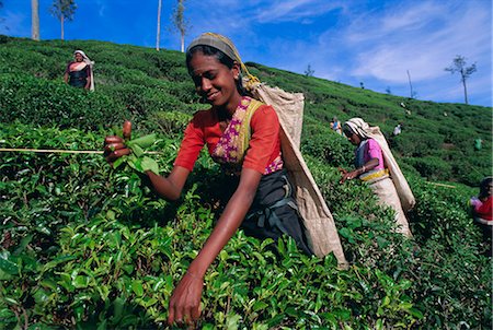 sri lankan agriculture pictures - Harvesting tea, hill country, Nuwara Eliya, Sri Lanka, Asia Stock Photo - Rights-Managed, Code: 841-02714394