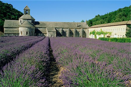 simsearch:841-02719832,k - Rows of lavender at the Abbaye de Senanque, Vaucluse, Provence, France, Europe Stock Photo - Rights-Managed, Code: 841-02714437