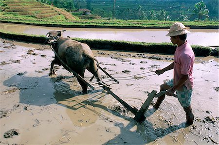 Farmer ploughing flooded rice field, central area, island of Bali, Indonesia, Southeast Asia, Asia Stock Photo - Rights-Managed, Code: 841-02714472