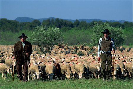 schäfer (männlich) - Zwei Hirten und Herde von Schafen, St. Remy, Provence, Frankreich, Europa Stockbilder - Lizenzpflichtiges, Bildnummer: 841-02714580