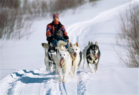 Dog sleigh, province of Quebec, Canada, North America Stock Photo - Rights-Managed, Code: 841-02714595