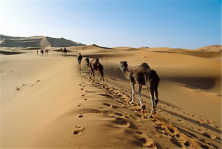 Chameaux traversant le désert, désert de Merzouga, région de Erfoud, Maroc Photographie de stock - Rights-Managed, Code: 841-02714604