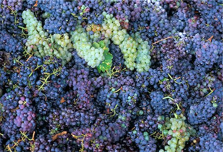simsearch:841-02714641,k - Raisins pour le vin de Chianti, Chianti, Toscane, Italie, Europe Photographie de stock - Rights-Managed, Code: 841-02714639