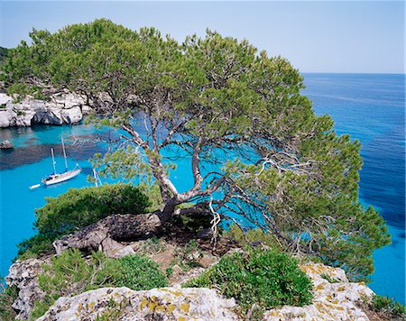 spain evergreen - Sabina tree and the blue sea of Cala Macarelleta, southern coast, Minorca (Menorca), Balearic Islands, Spain, Mediterranean, Europe Stock Photo - Rights-Managed, Code: 841-02714760