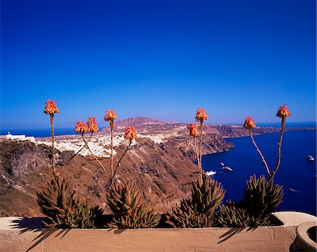 simsearch:841-02714935,k - Red flowers and the Caldera, island of Santorini (Thira), Cyclades, Greek Islands, Greece, Europe Stock Photo - Rights-Managed, Code: 841-02714770