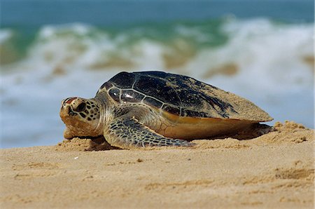 Gros plan d'une tortue verte (Chelonia Mydas) sortant de la mer sur une plage, près de Hat Mai Khao, Province de Phuket, Thaïlande du Sud, Thaïlande, Asie du sud-est, Asie Photographie de stock - Rights-Managed, Code: 841-02714799