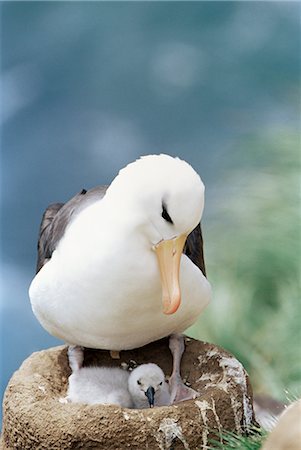 saunders island - A black-browed albatross (Thalassarche melanophris) looking at its chick, Saunders Island, Falkland Islands, South Atlantic, South America Stock Photo - Rights-Managed, Code: 841-02715105