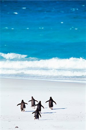 simsearch:862-03736696,k - King penguins (Aptenodytes patagonicus) running into the sea, Volunteer Point, East Falkland, Falkland Islands, South Atlantic, South America Stock Photo - Rights-Managed, Code: 841-02715107