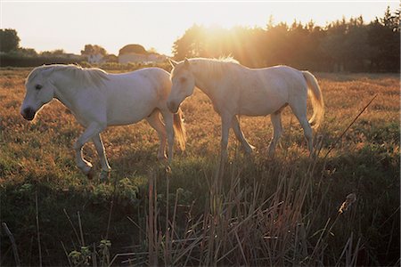 Camargue horses, La petite Camargue, in the region of Aigues-Mortes, Gard, Languedoc-Roussillon, France, Europe Stock Photo - Rights-Managed, Code: 841-02715210